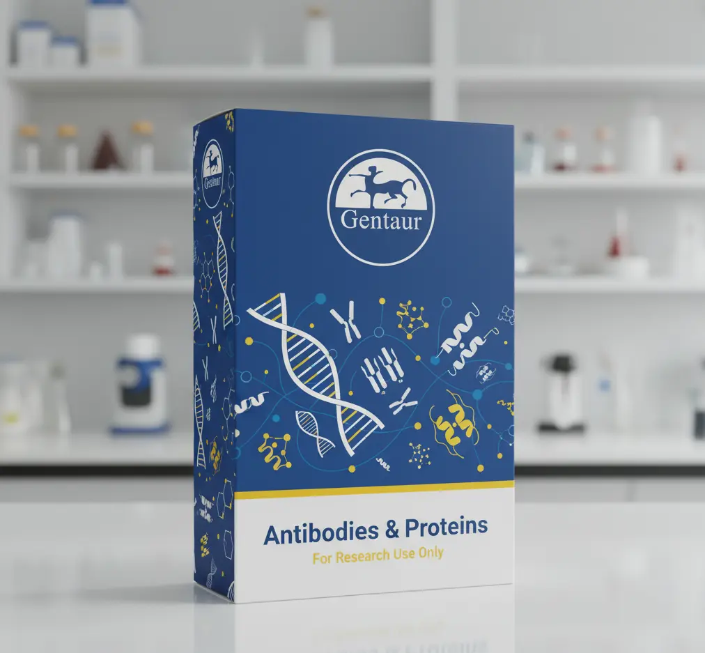 anti-5T4 antibody :: Rabbit anti-Human 5T4 Monoclonal Antibody 0.1ml